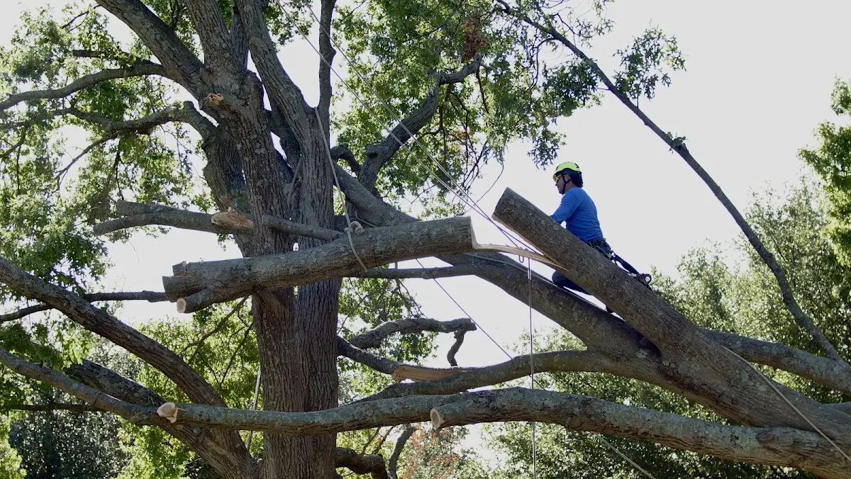 Professional Hazardous Tree Removal performed by certified arborists in Van Buren